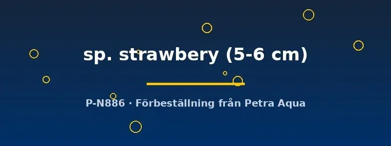 Näsets Ciklidhobby Leporinus Strawberry fisk 5–6 cm pigg