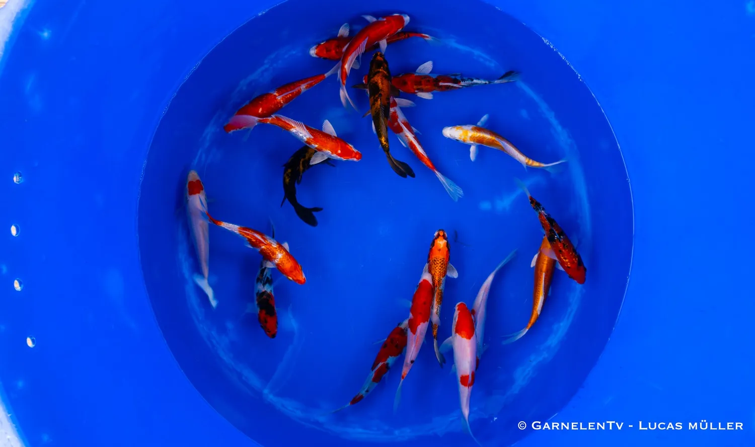 Garnelen TV koi Cyprinus carpio 15–18 cm dammfisk