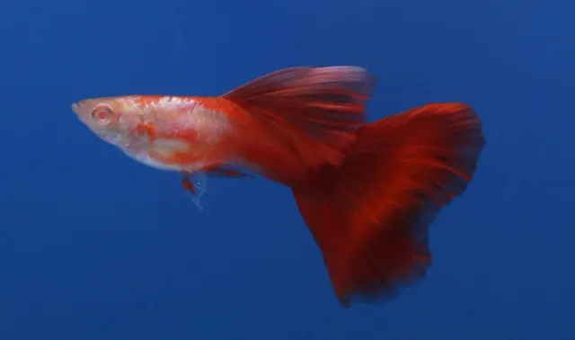 Näsets Ciklidhobby Poecilia reticulata male red neon albino guppy XL