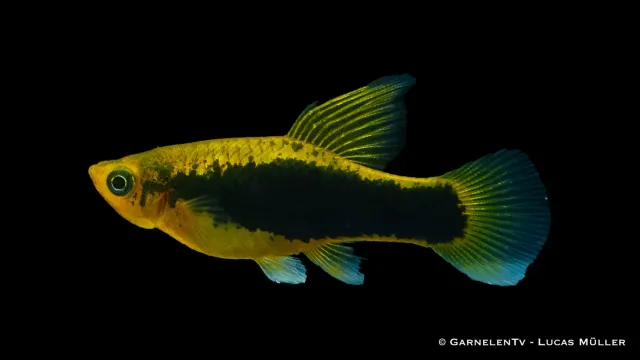 Garnelen TV Hawaii papegojplaty högfena akvariefisk