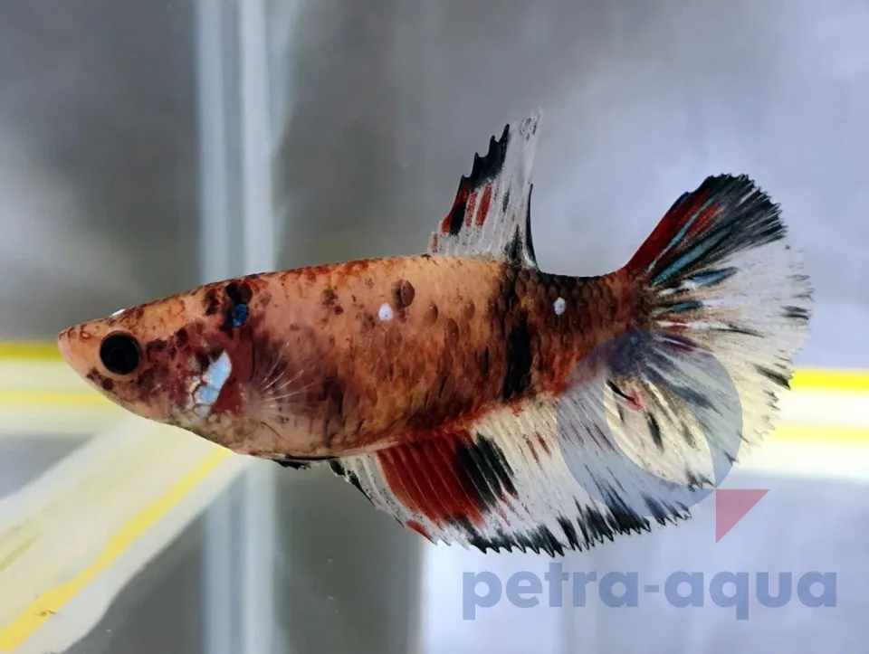 Näsets Ciklidhobby Betta splendens Halfmoon Koi hona XL