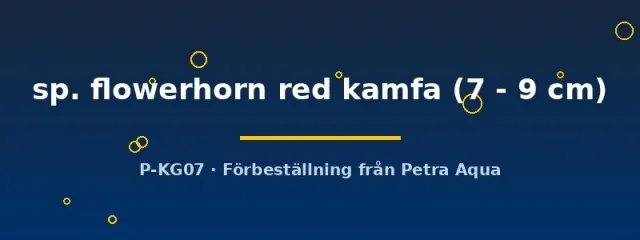 Näsets Flowerhorn Red Kamfa ciklid 7–9 cm