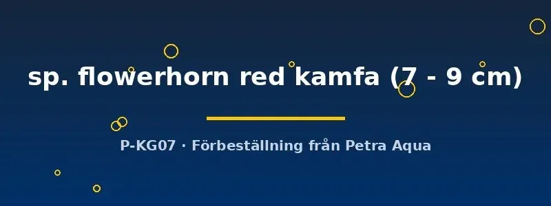 Näsets Flowerhorn Red Kamfa ciklid 7–9 cm