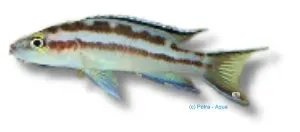 Näsets Ciklidhobby Lamprologus buscheri ciklid 3,5–5 cm randig