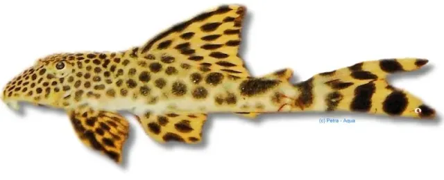 Näsets Ciklidhobby L075 para-pleco mal 4–7 cm sugmal
