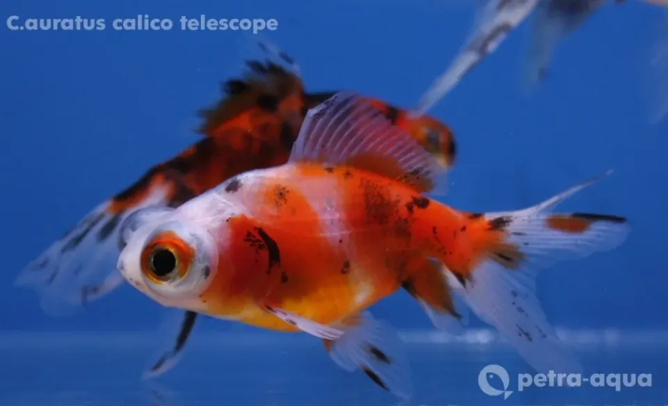 Näsets Ciklidhobby calico telescope guldfisk 3–4 cm kallvatten