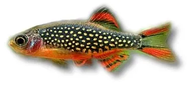 Näsets Ciklidhobby Microrasbora sp galaxy akvariefisk stimfisk