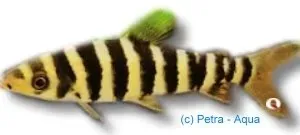 Näsets Leporinus octofasciatus 6–9 cm randig