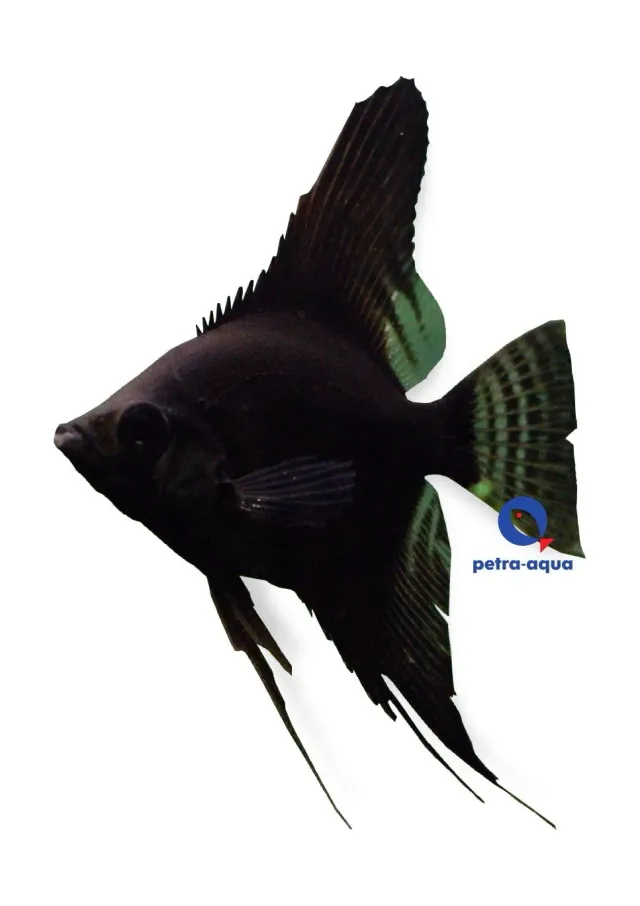 Näsets Ciklidhobby Black Angelfish skalar 3–3,5 cm