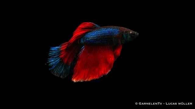 Garnelen TV Betta Super-Delta kampfisk hane territorial