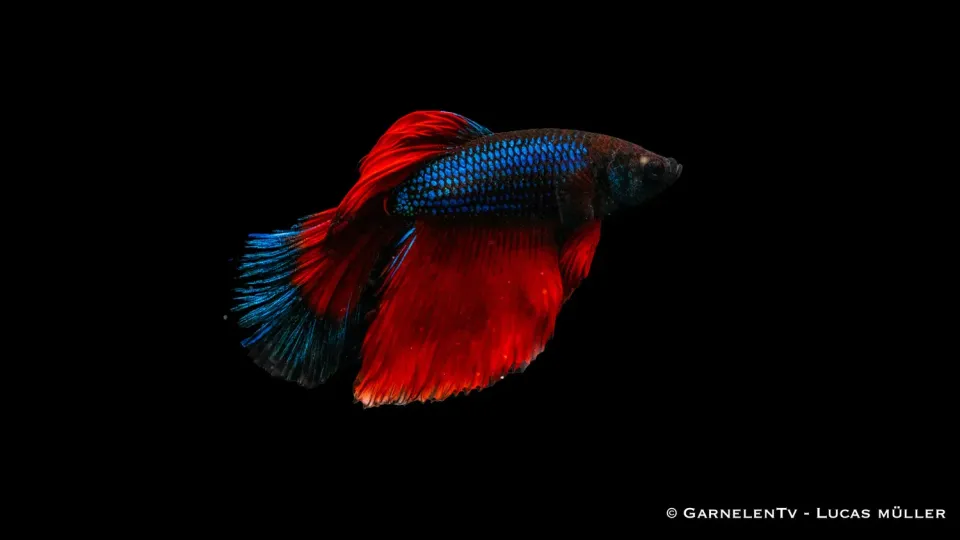 Garnelen TV Betta Super-Delta kampfisk hane territorial