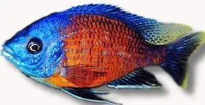 Näsets Ciklidhobby Borleyi Red Fin malawiciklid 7-9 cm