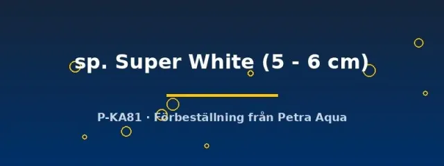Näsets Ciklidhobby L236 Hypancistrus Super White mal 5–6 cm vit
