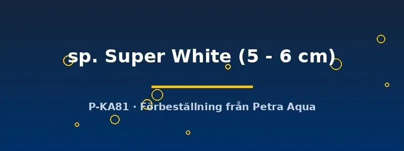 Näsets Ciklidhobby L236 Hypancistrus Super White mal 5–6 cm vit
