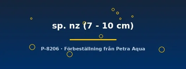 Näsets Ciklidhobby L205 Peckoltia mal 7–10 cm grottlekare