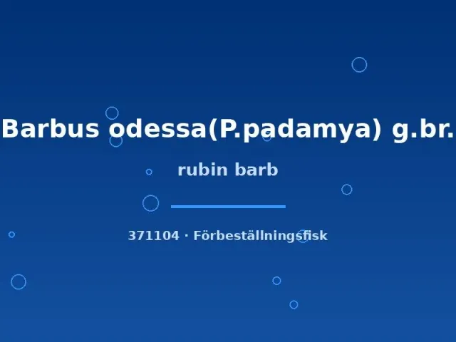 Näsets Ciklidhobby Rubinbarb akvariefisk lg