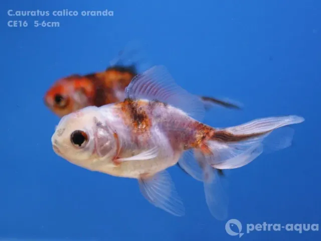 Näsets Ciklidhobby Carassius auratus calico oranda guldfisk 4–5 cm