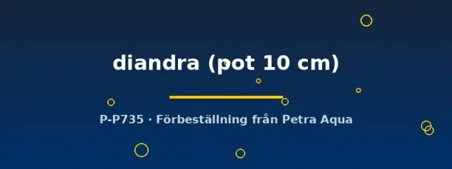 Näsets Ciklidhobby Didiplis diandra akvarieväxt pot 10 cm röd