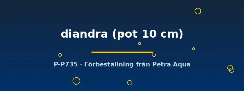 Näsets Ciklidhobby Didiplis diandra akvarieväxt pot 10 cm röd