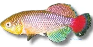 Näsets Ciklidhobby Nothobranchius jubbi fisk 2,5-3,5 cm