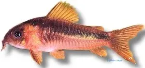 Corydoras zygatus Black Banded pansarmal 4–5 cm stim