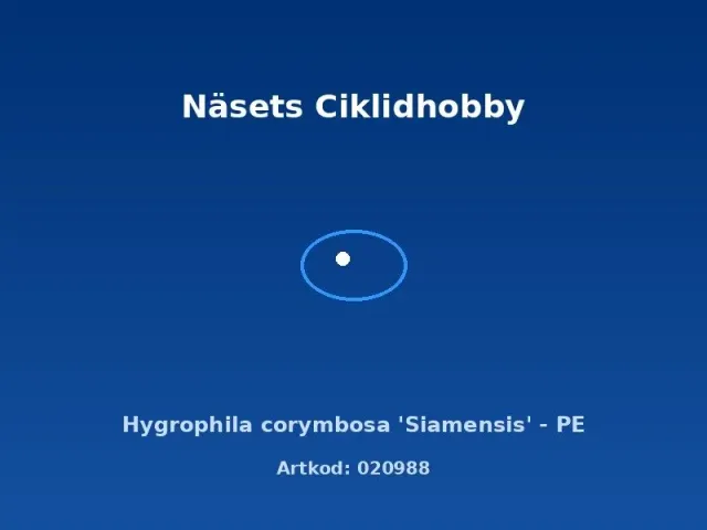 Näsets Ciklidhobby Hygrophila Siamensis akvarieväxt PE