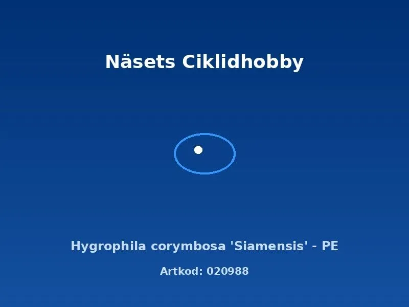 Näsets Ciklidhobby Hygrophila Siamensis akvarieväxt PE