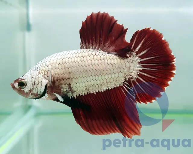 Näsets Ciklidhobby Betta Dragon Plakat kampfisk XL röd hane