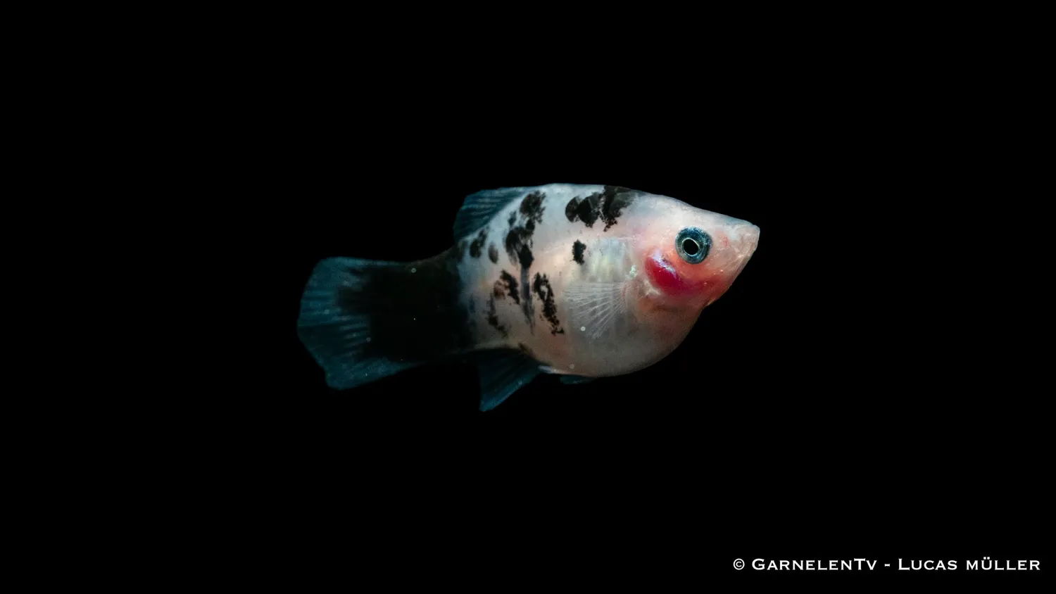 Garnelen TV Dalmatiner Xiphophorus maculatus platy