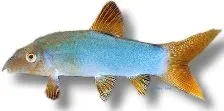 Näsets Ciklidhobby Botia modesta Blue Botia 4,5-6 cm botia