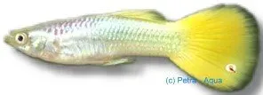 Näsets Ciklidhobby Poecilia reticulata guppy 3–4 cm
