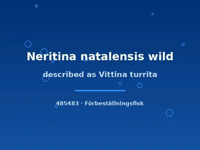 Näsets Ciklidhobby Vittina turrita snäcka lg vildfångad