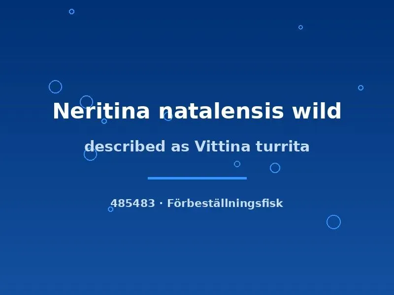 Näsets Ciklidhobby Vittina turrita snäcka lg vildfångad