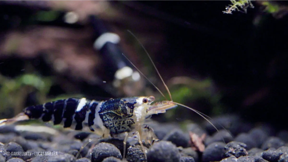 Garnelen TV Caridina logemanni Crystal Black räka