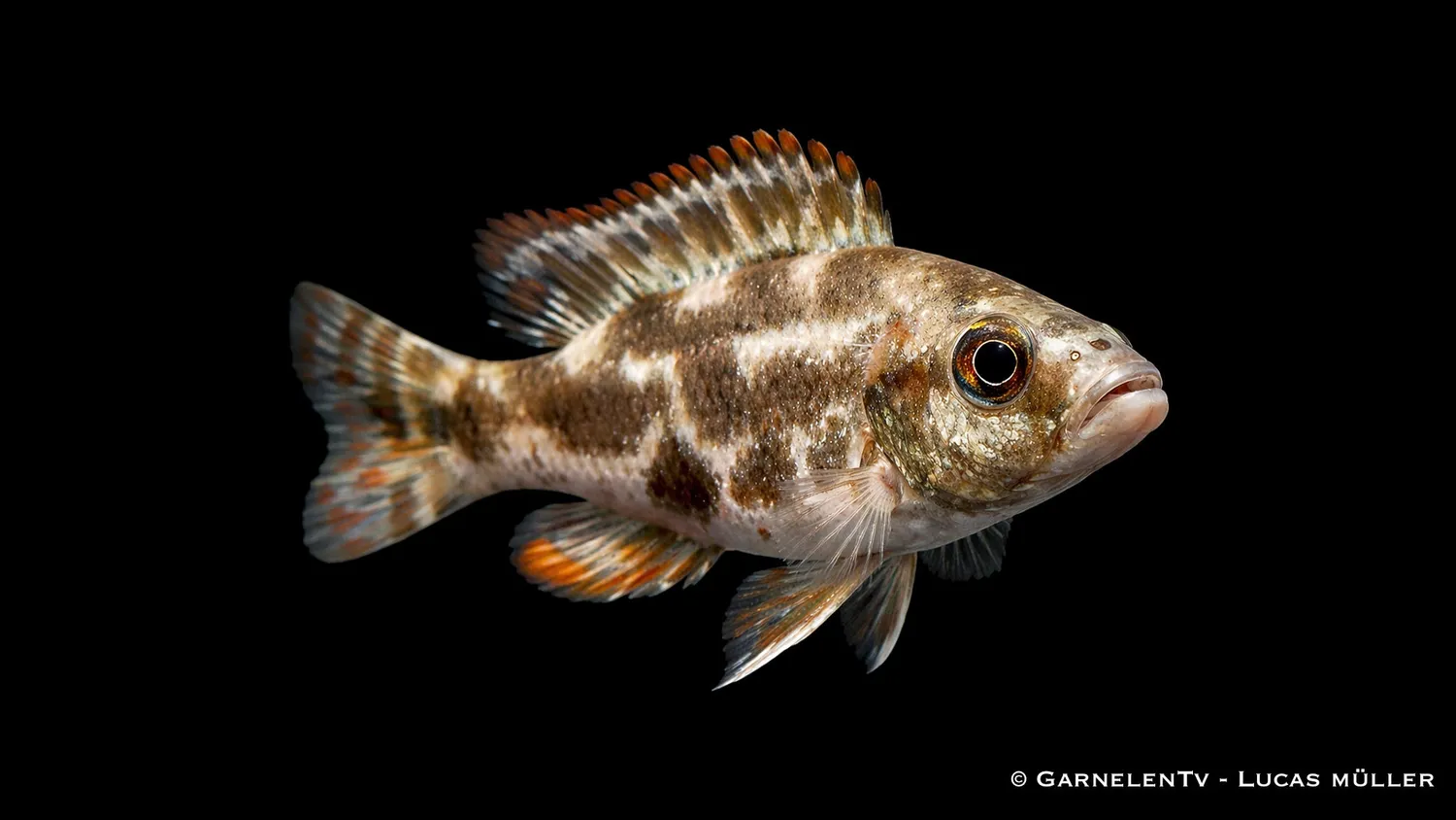 Garnelen TV Nimbrochromis livingstonii malawiciklid