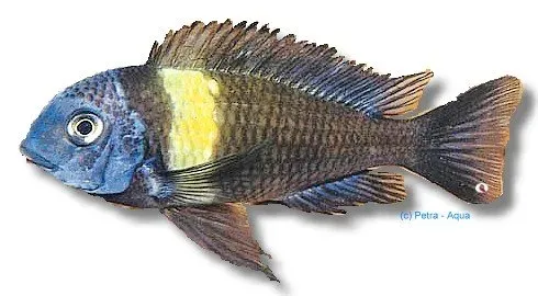 Tropheus duboisi maswa ciklid >8 cm tanganyika