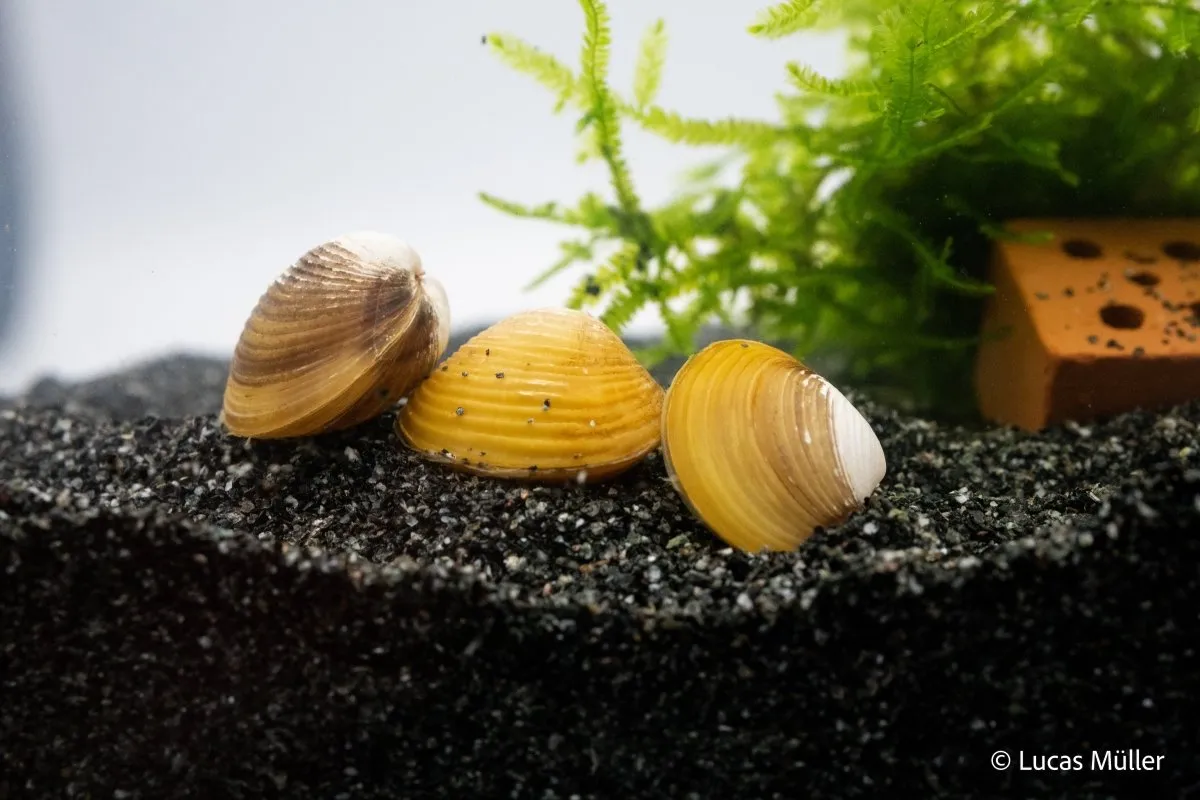 Garnelen TV Potamocypoda pugil akvariekrabba dvärgghost