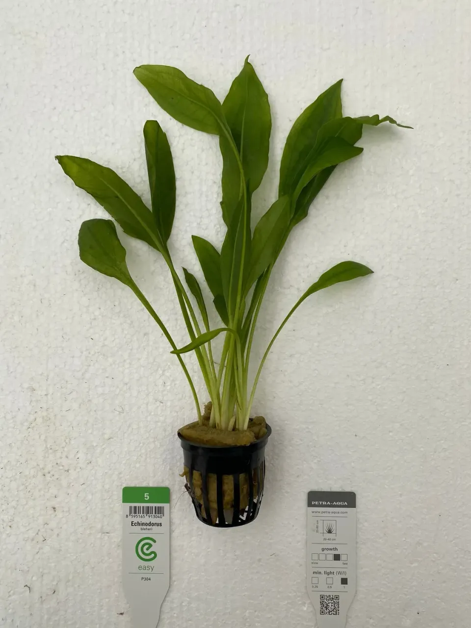 Echinodorus bleheri akvarieväxt Easy XXL