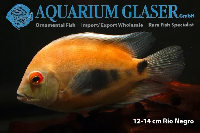 Näsets Ciklidhobby Uaru amphiacanthoides ciklid 3–4 cm sydamerika