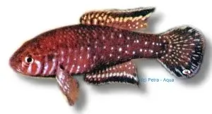 Näsets Ciklidhobby Cynolebias boitonei lyretail akvariefisk 3–4 cm