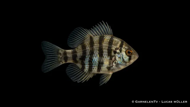 Garnelen TV Scheibenbarsch akvariefisk 5-8 cm kallvatten