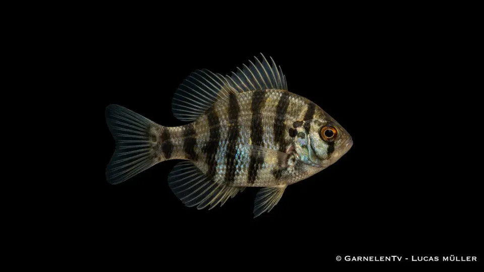 Garnelen TV Scheibenbarsch akvariefisk 5-8 cm kallvatten