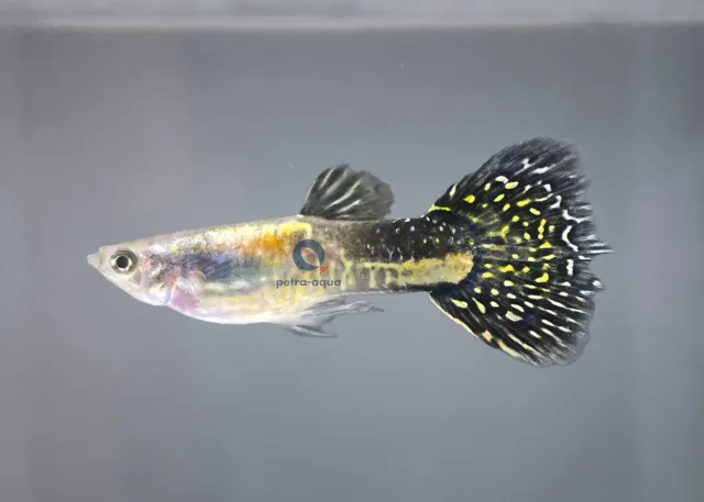 Näsets Ciklidhobby Poecilia reticulata rainbow guppyhane 3–4 cm