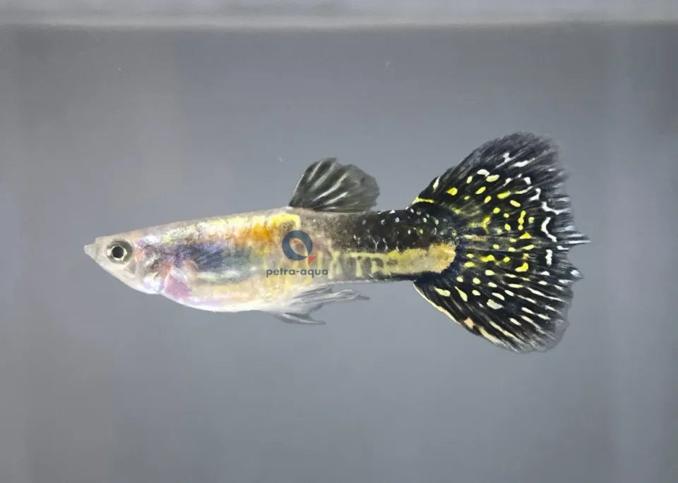Näsets Ciklidhobby Poecilia reticulata rainbow guppyhane 3–4 cm