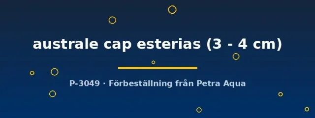 Näsets Ciklidhobby australe cap esterias 3–4 cm killifisk