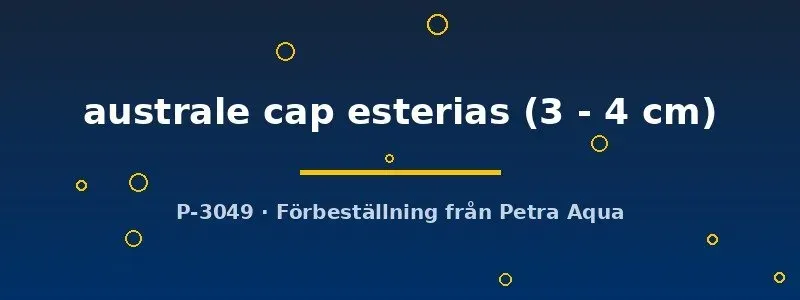 Näsets Ciklidhobby australe cap esterias 3–4 cm killifisk