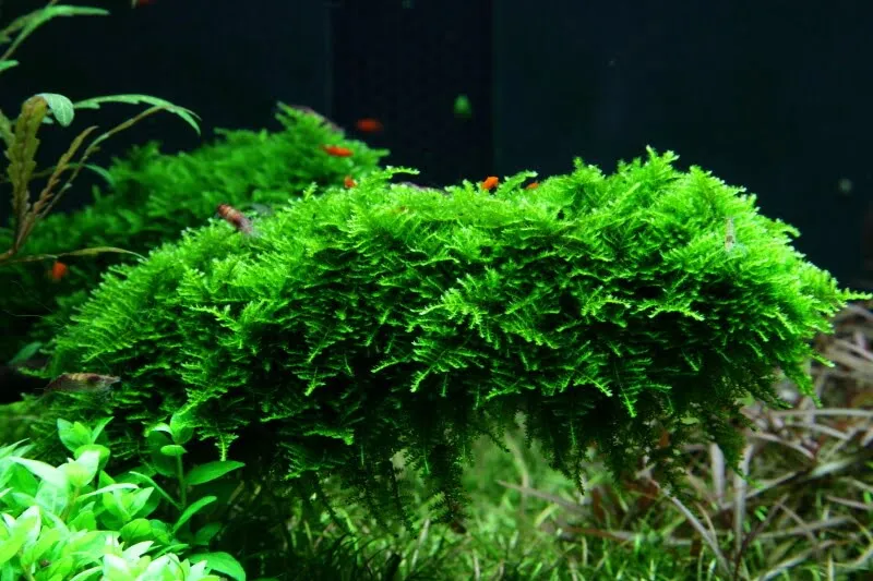 Akvarievalvet Vesicularia montagnei Christmas mossa grön