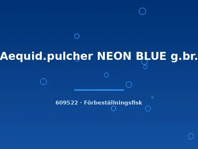 Näsets Ciklidhobby Aequidens pulcher Neon Blue ciklid 4–6 cm