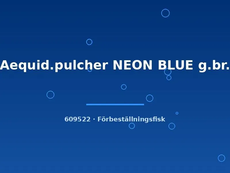 Näsets Ciklidhobby Aequidens pulcher Neon Blue ciklid 4–6 cm