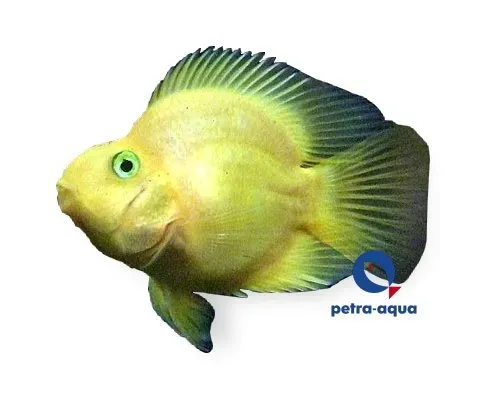 Hybrid Yellow Parrot papegojciklid 6–7 cm gul